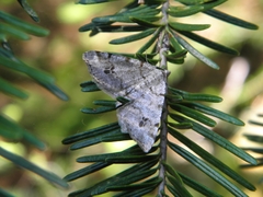 Macaria pinistrobata