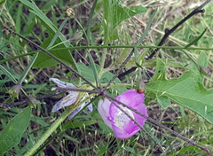 Agalinis strictifolia