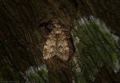 Scaphidriotis xylogramma