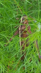 Schistocerca alutacea