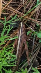 Schistocerca alutacea