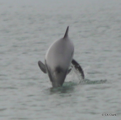 Cephalorhynchus hectori