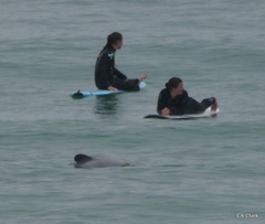 Cephalorhynchus hectori
