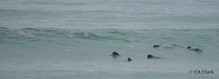 Cephalorhynchus hectori