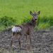 European Roe Deer - Photo (c) Manuel Raab, some rights reserved (CC BY-NC), uploaded by Manuel Raab
