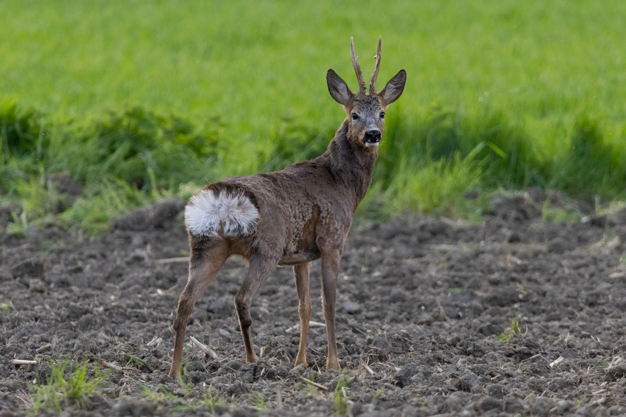 Corça (Capreolus capreolus) - cervídeo europeu