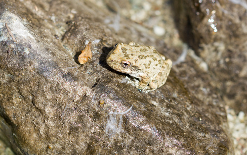 iNaturalist observation photo of California Tree Frog