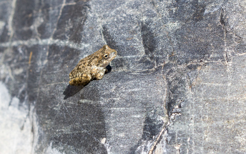 iNaturalist observation photo of California Tree Frog