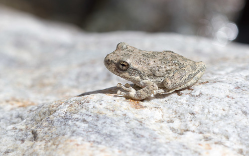 iNaturalist observation photo of California Tree Frog