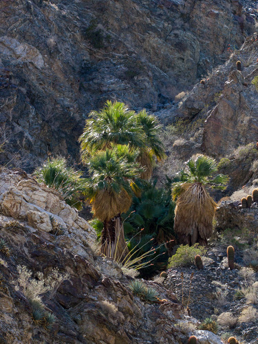 iNaturalist observation photo of California fan palm