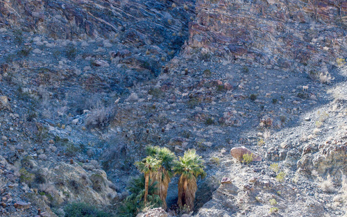 iNaturalist observation photo of Desert Bighorn Sheep