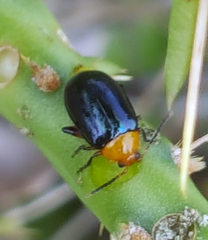 Disonycha varicornis