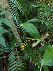 Alpinia intermedia