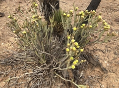 Cylindropuntia tesajo