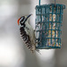 Nuttall's × Ladder-backed Woodpecker - Photo (c) Colin Barrows, some rights reserved (CC BY-NC)