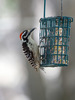 Nuttall's × Ladder-backed Woodpecker - Photo (c) Colin Barrows, some rights reserved (CC BY-NC)
