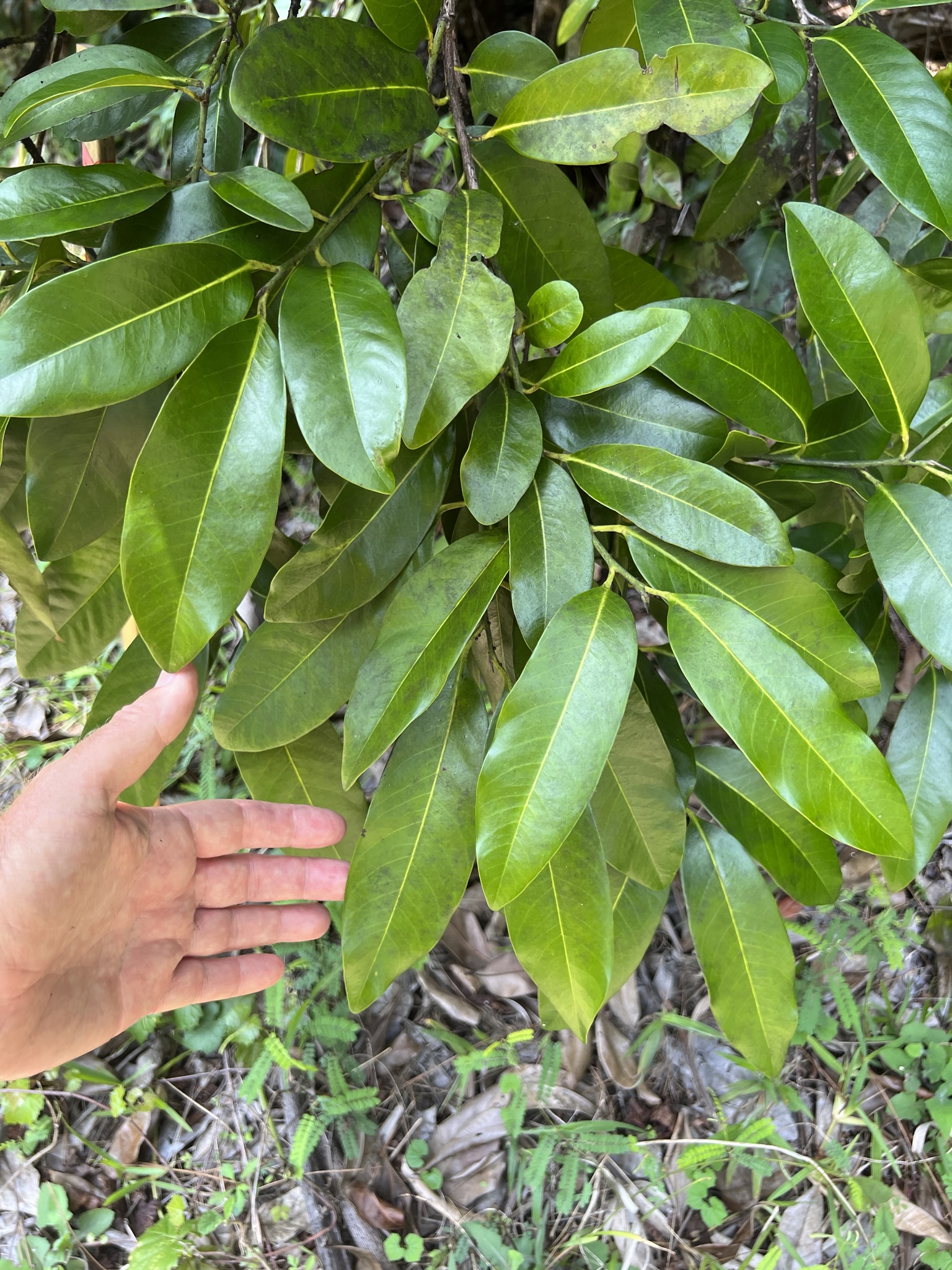 Imagem de Jabuticaba