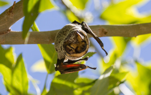 Northern Hoary Bat