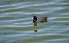 Fulica americana