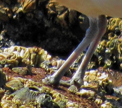 Charadrius marginatus mechowi