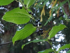 Smilax riparia