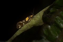 Epithymema helias