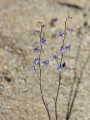Delphinium parishii