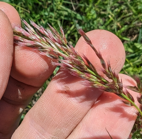 Image of Pappophorum bicolor by (c) Cleveland Powell, some rights reserved (CC BY)