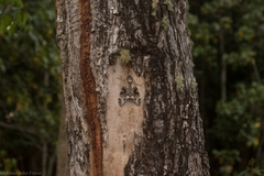 Psilogramma menephron