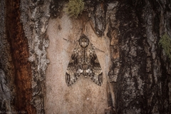 Psilogramma menephron