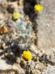 Trichoptilium incisum