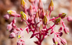 Dudleya saxosa