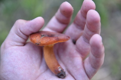Lactarius volemus image