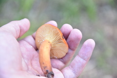 Lactarius volemus image