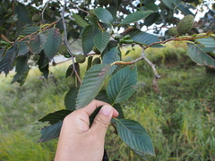 Alnus firma
