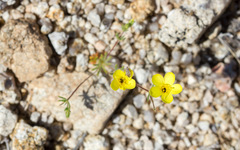 Leptosiphon chrysanthus