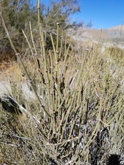 Ephedra aspera