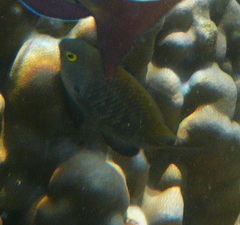 Plectroglyphidodon marginatus