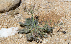 Lomatium mohavense