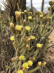 Cylindropuntia tesajo
