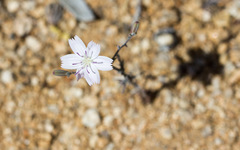 Stephanomeria exigua