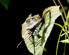 Acanthocephala alata