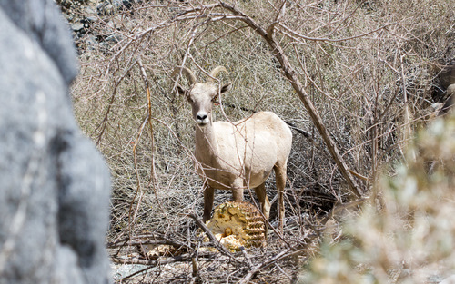 iNaturalist observation photo of Desert Bighorn Sheep