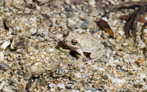 iNaturalist observation photo of California Tree Frog