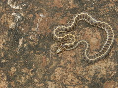 Thamnophis scaliger
