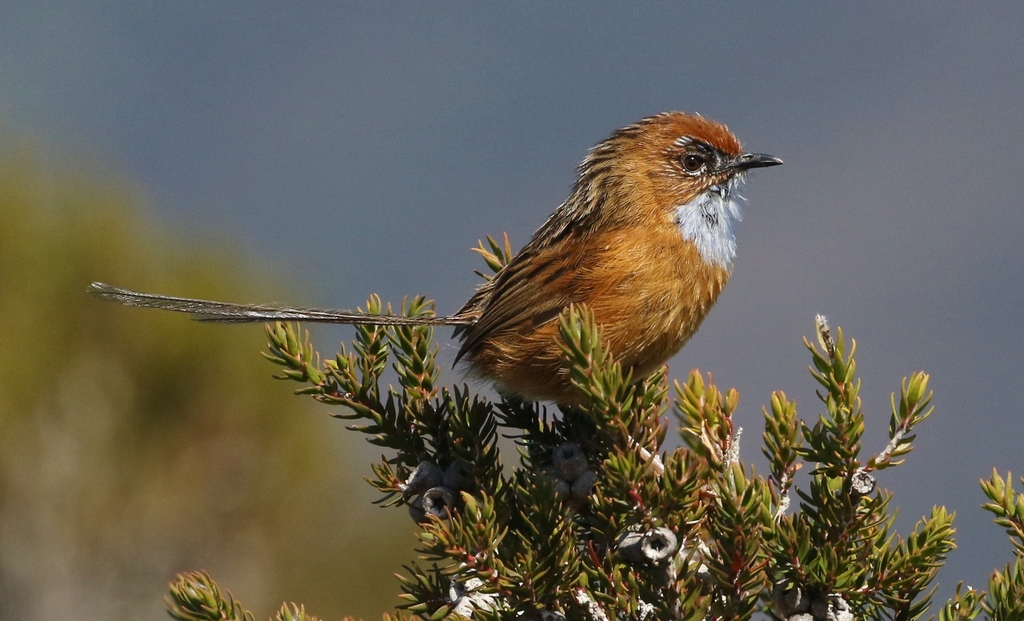 Southern Emu-Wren