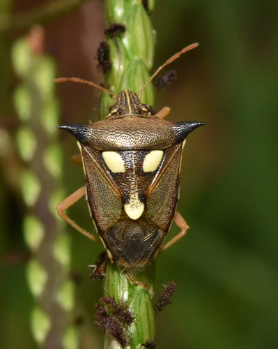 Aspavia albidomaculata