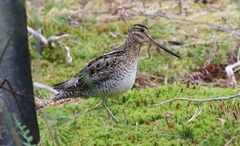 Gallinago hardwickii