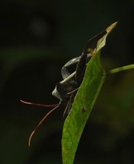 Acanthocephala alata