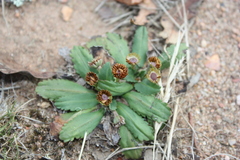 Solenogyne dominii